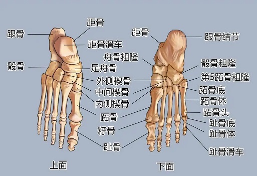 足部骨骼图解