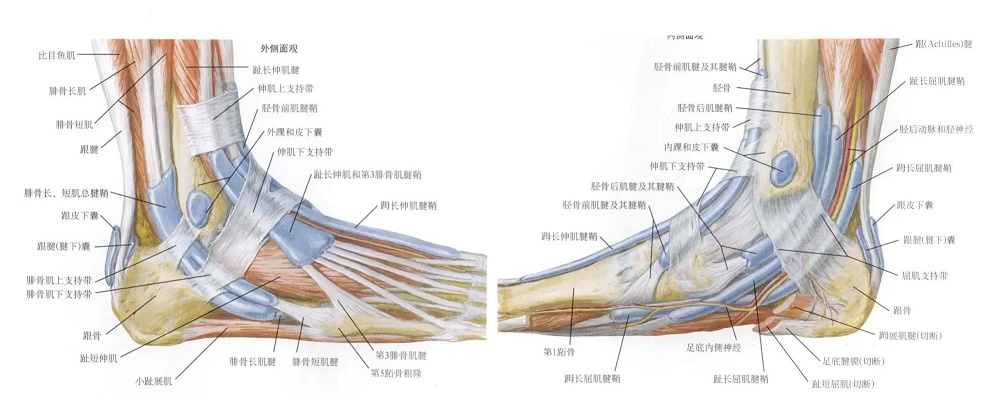 脚踝部位图解