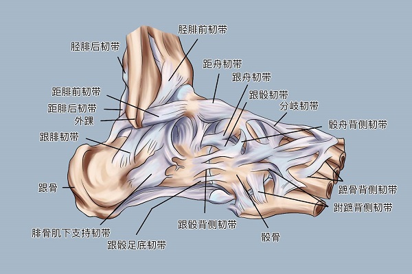 足部韧带肌肉图解