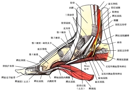 足部整体解剖图