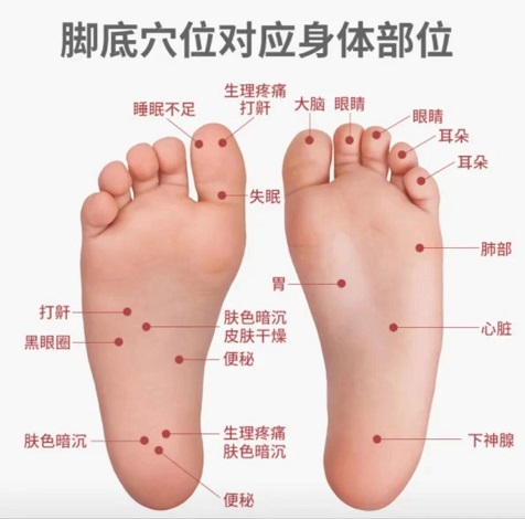 足底部位图解